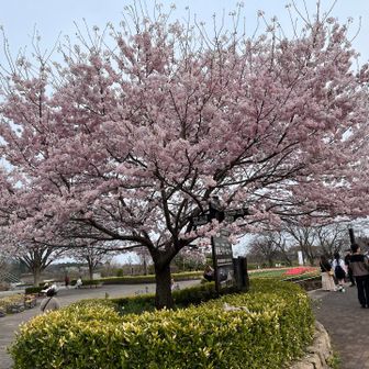 大倉バス停まで下りてきました🌸桜が見事です✨