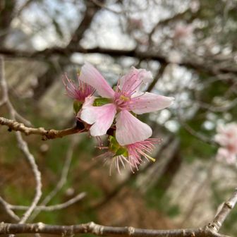 季節外れのヤマザクラ