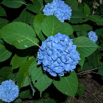 アジサイの季節ですね