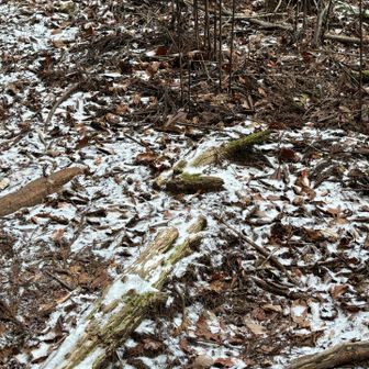 積雪は最大でもこの程度でチェーンスパイク不要でした。
