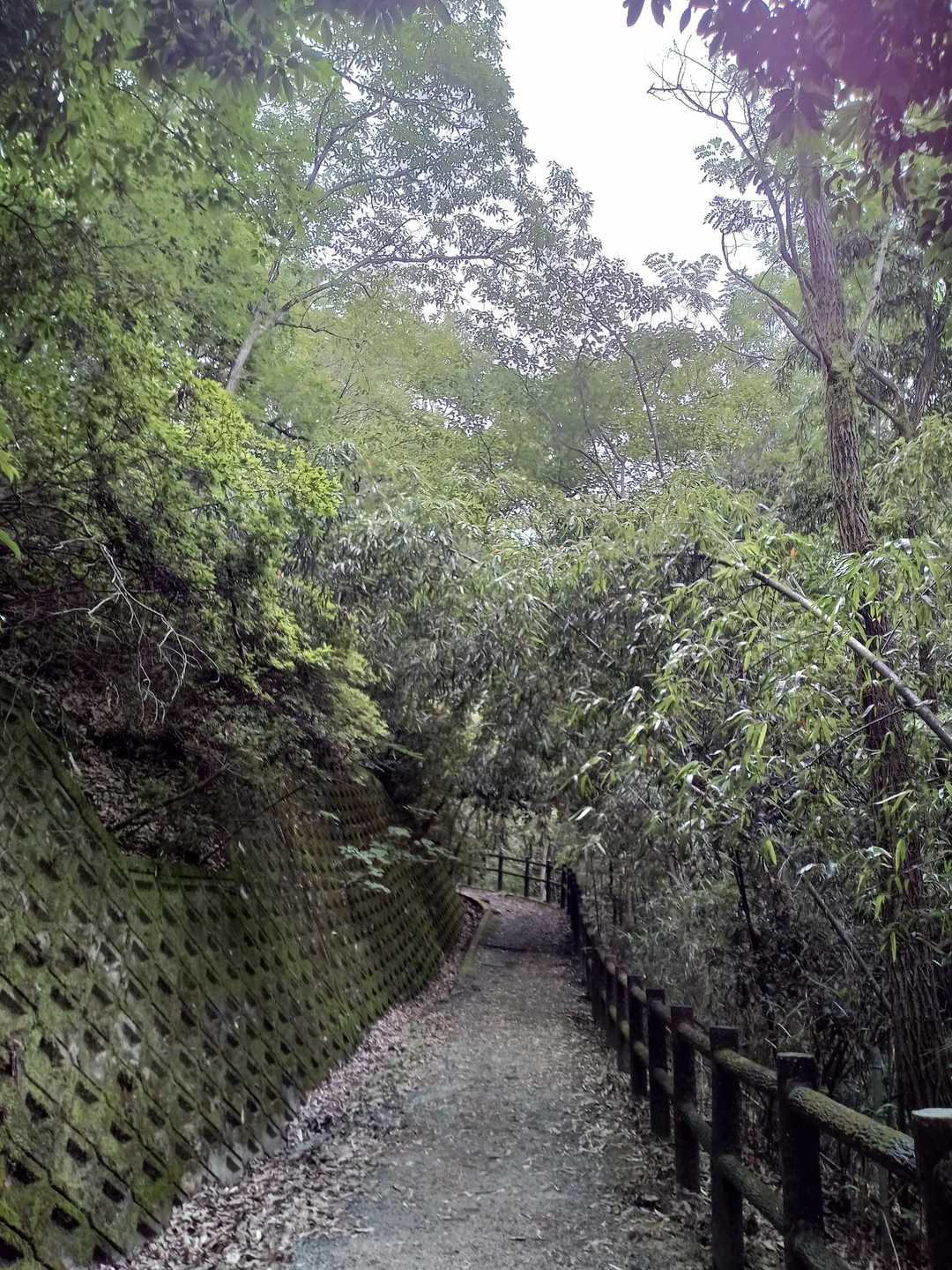 国見山登山口 往復コースの写真