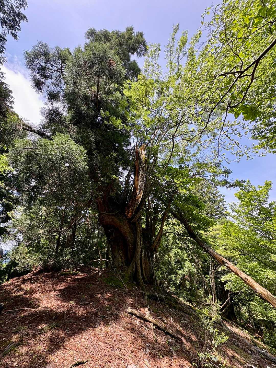 裏杉(ウラスギ)

鎌倉時代からの歴史を持ち、
奇怪にうねる巨大な台杉が群生する
神秘的なエリア

昔から京の都の寺社仏閣には
芦生杉はよく使われてます