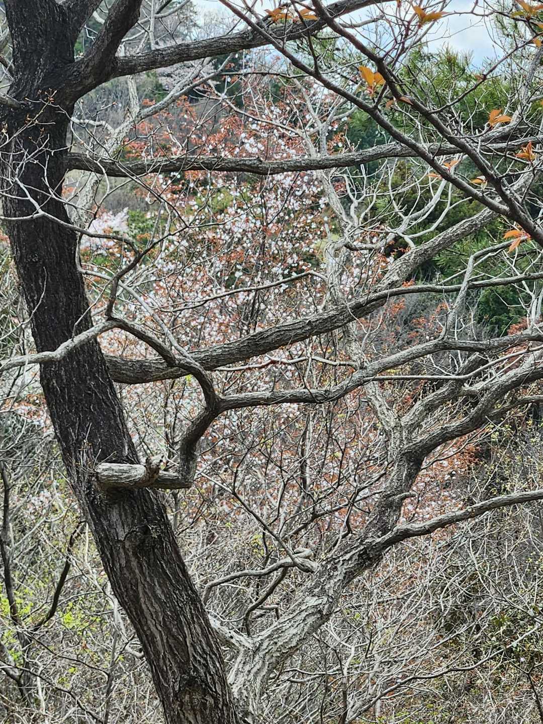 桜も咲き始めてますね。
