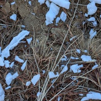 木の葉から落ちてくる