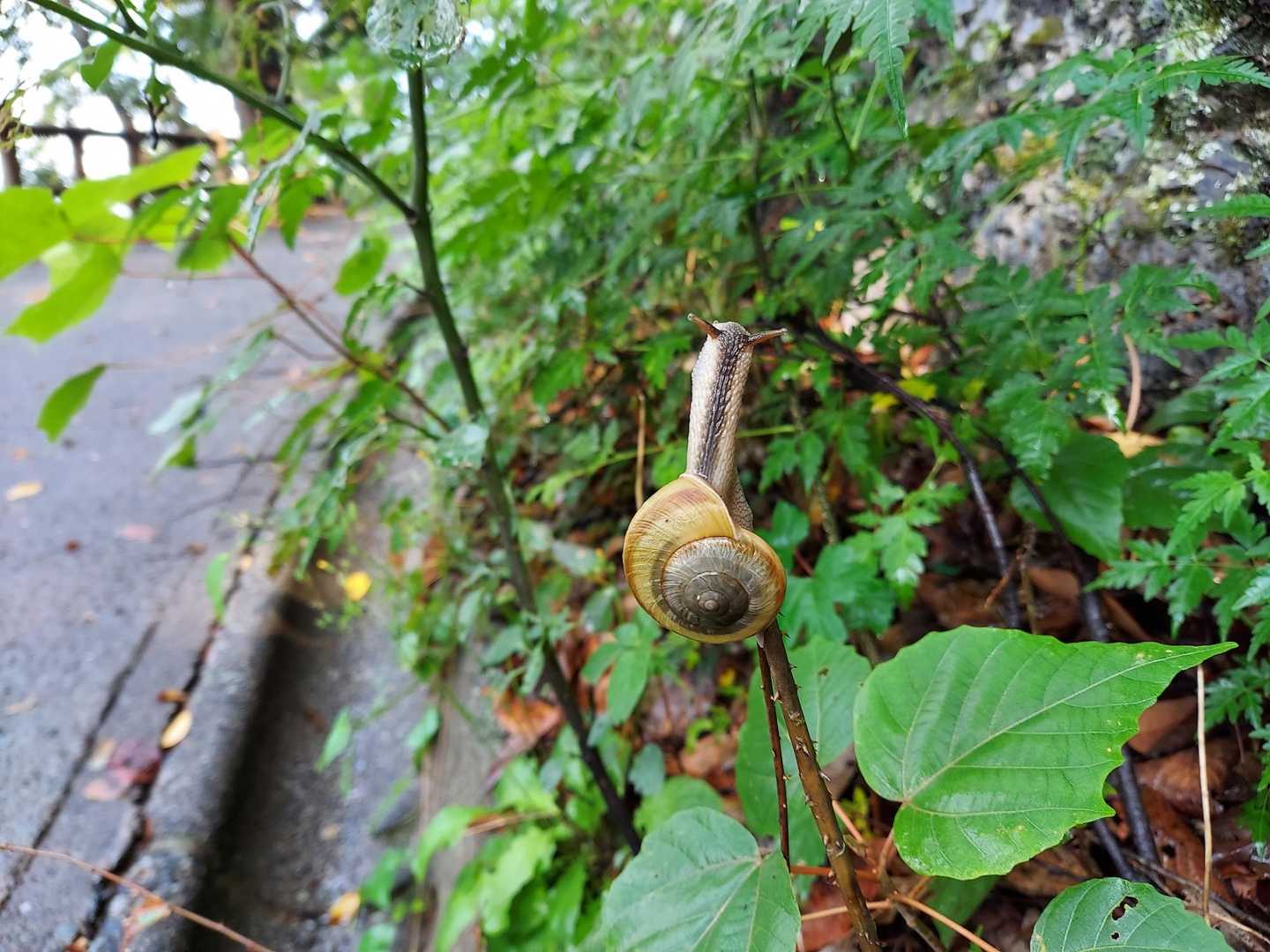 金ヶ崎公園駐車場発着｜信長が窮地に陥った歴史をたどる天筒山 往復コースの写真