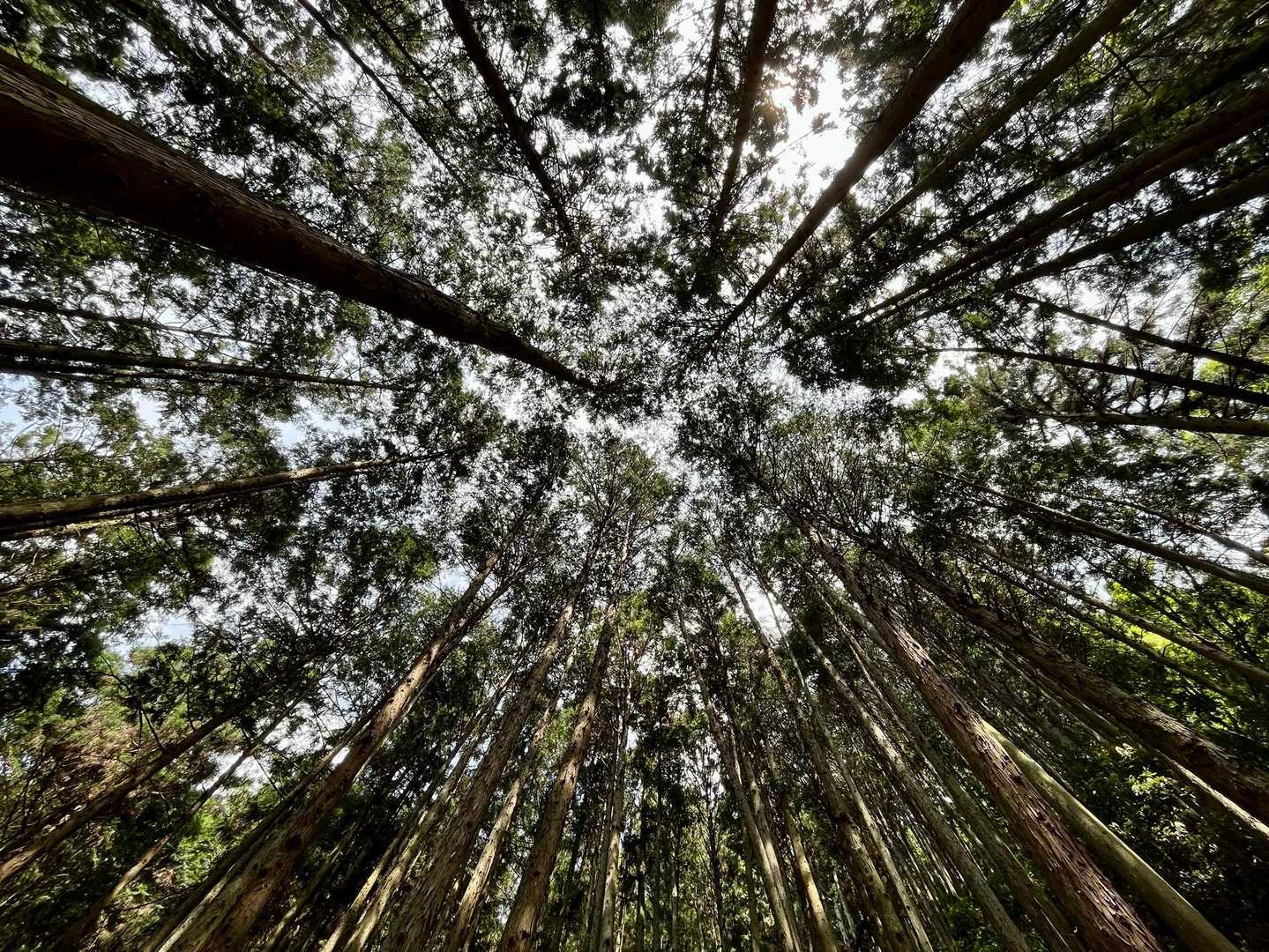 点描