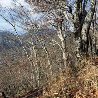 菜畑山などは木々の向こう