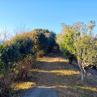 御殿山だけでは、あっと言う間なので鷹取山方向に進んで見ました。…