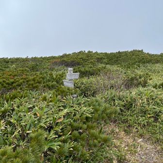 🪧幌別分岐、ハイマツを進むも登頂出来ませんでした…が、ピークは獲得しました😆