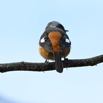 鳥の撮影が楽しすぎる🥰可愛いおしり

またまたタイミング良く800のバズーカ持ってる方とお話させてもらって色々教わった✨ありがとうございました！なんか最近色々な事が縁がありすぎて不思議〜！全てのことは意味があると思ってる人だけどありがたいなぁ😌