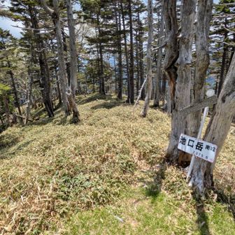南峰の先へうっすら踏み跡が降りてるんだよね。。ああ恐ろしい。。
