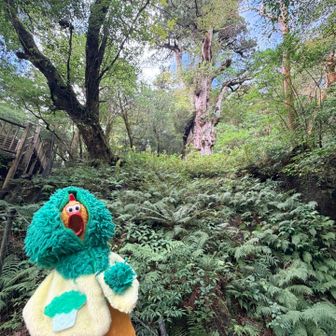 天気が悪いとガスで見えなくなることもあるらしいから会えてラッキーだねー🐥✨