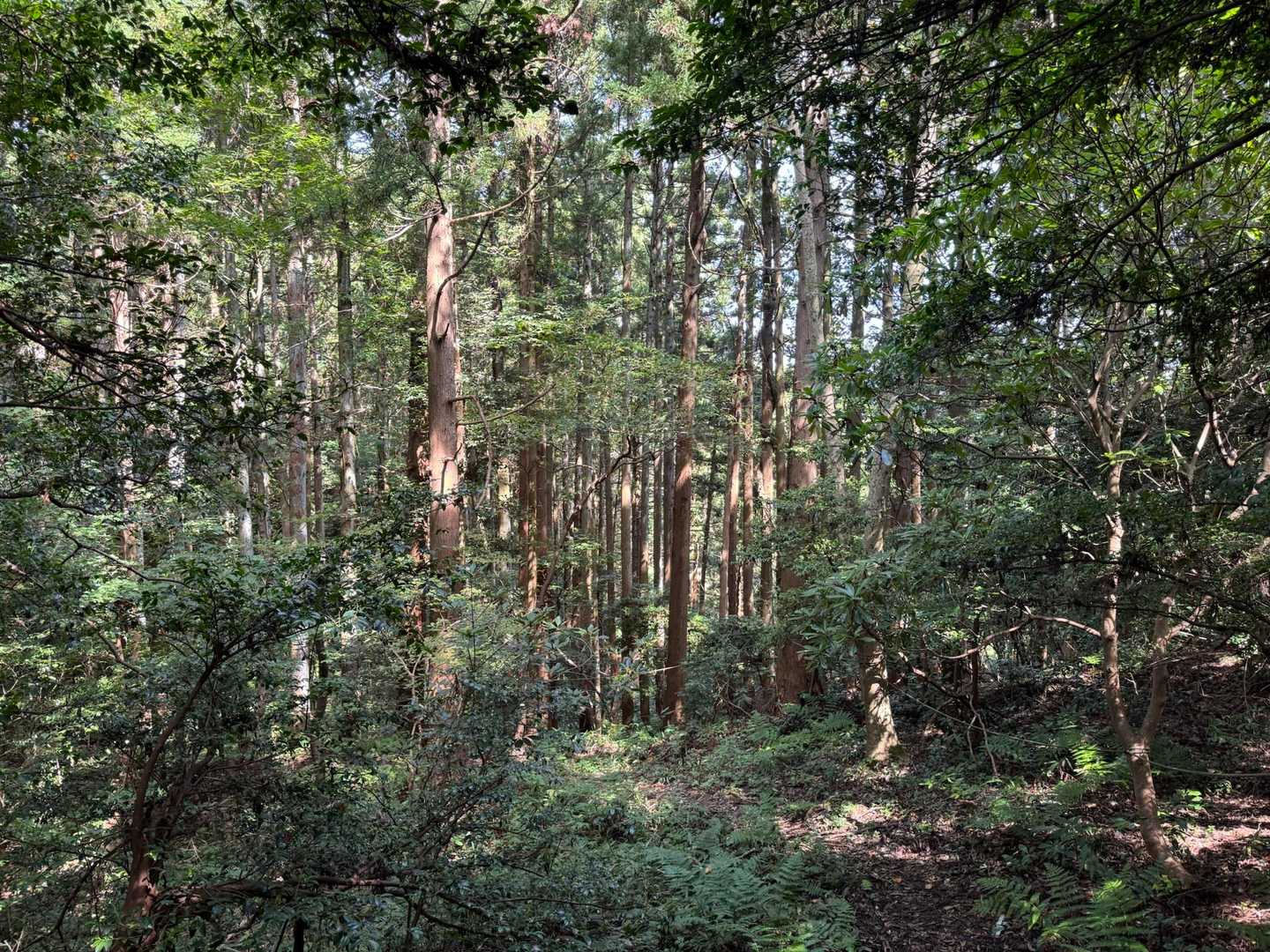 標高121mの超低山だが、なかなか奥深い🌳