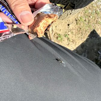 お腹が空いたらスニッカーズ
お歯黒みたいになって悶絶

そしてアリに食べられる…🐜