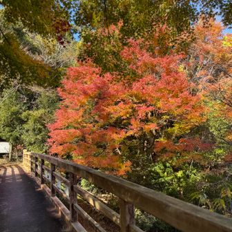 この橋渡ってスタートします