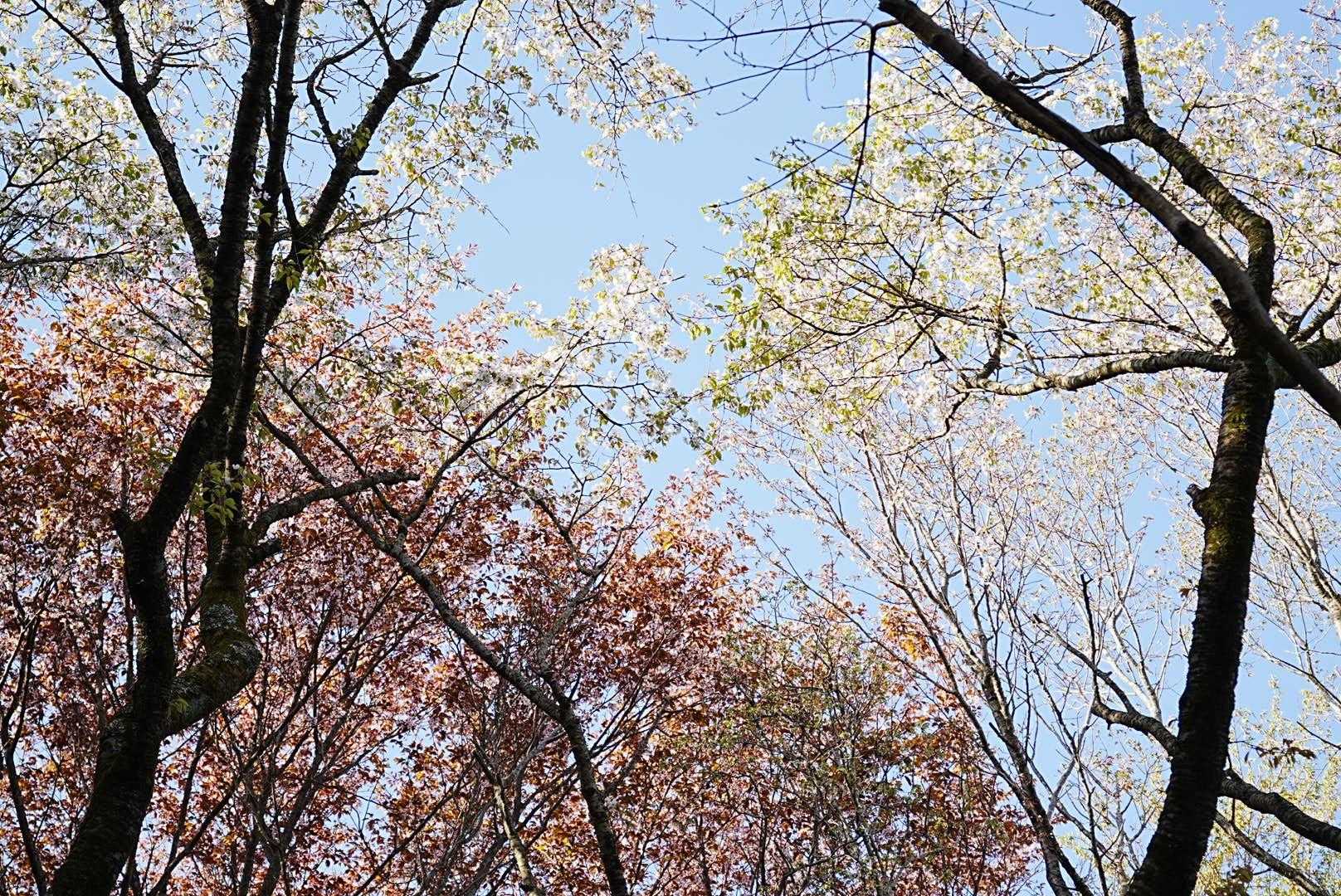 山桜の色あいが面白い