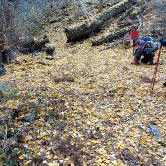 銀杏の葉で地面が黄色です。