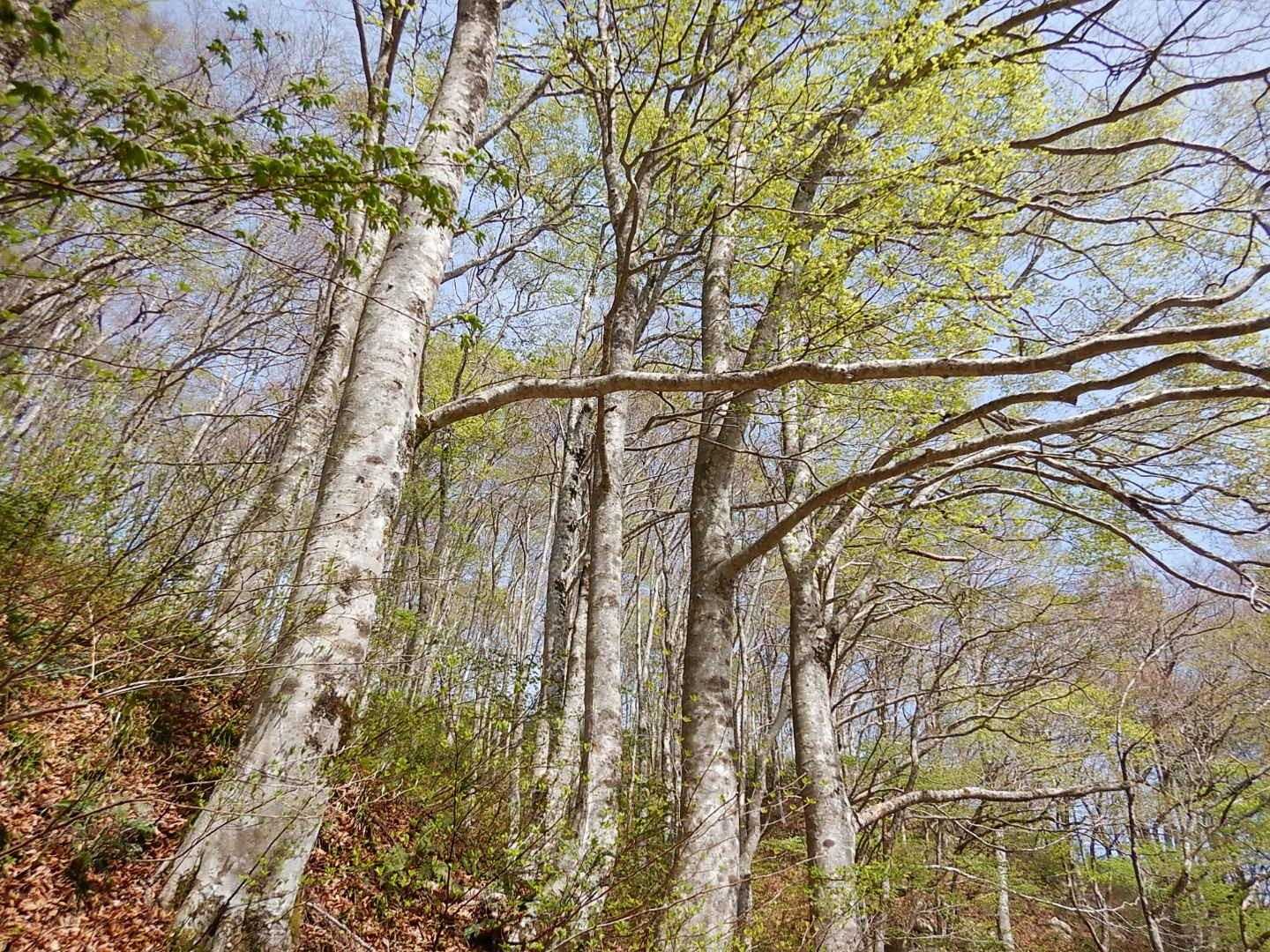鳥上滝コース登山口-船通山-亀石コース登山口 周回コースの写真