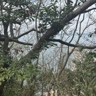 隙間から海見えます