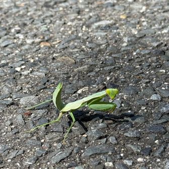 まだ終齢幼虫のハラビロくん。