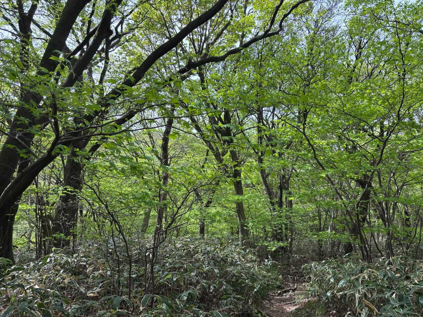 こんな素晴らしい登山道をあるけて幸せです♪