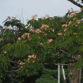 今季お初のネムの花
