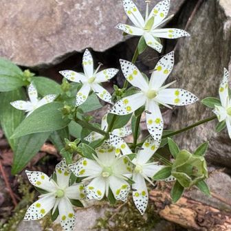アケボノソウ✨