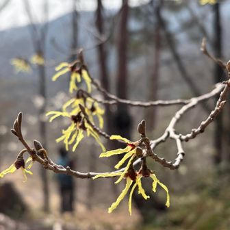 マンサク💛
こないだ見たのとまた違うねぇ🤔