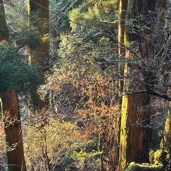 陽が差し出しました、木々が目覚める時間です