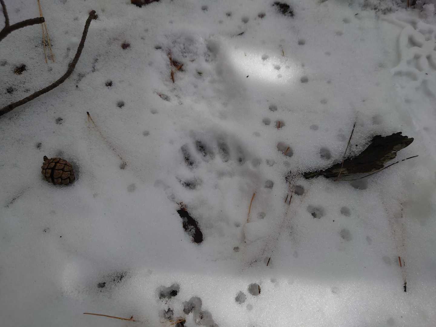 この🐾は🤔