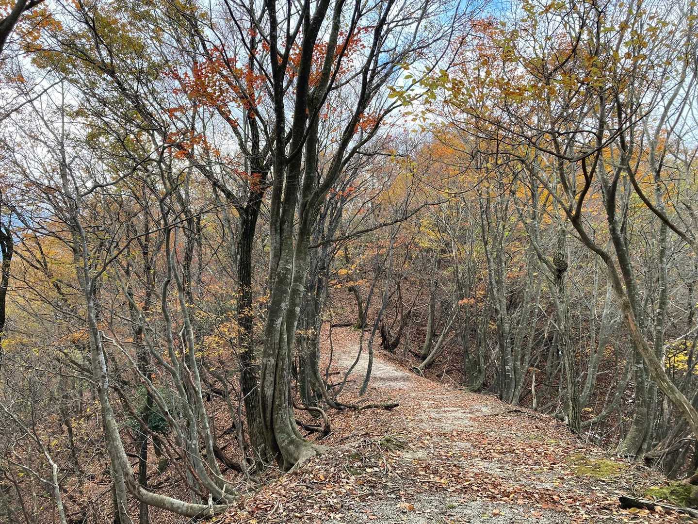 登山道から外れた場所も綺麗に整備されてる✨