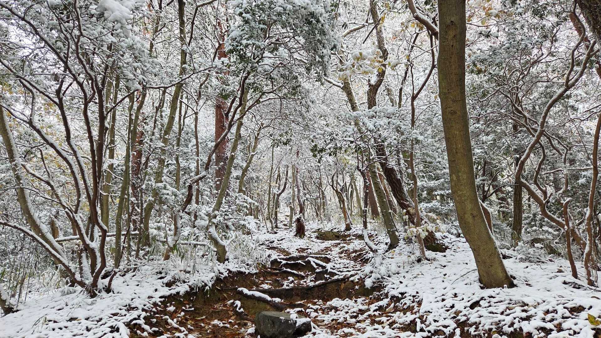 道樹山登山口-道樹山-大谷山 往復コースの写真