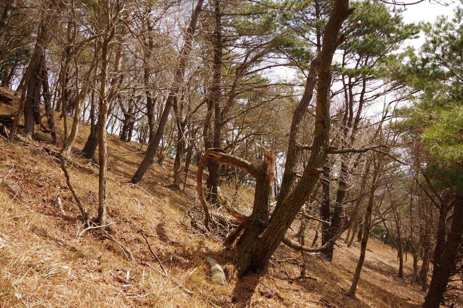 福万山 往復コースの写真
