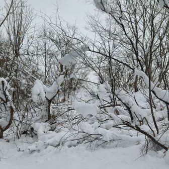 道をふさぐ枝
ここまで、来るのに思った以上に時間がかかった🤣