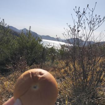 じゃ～ん、アンパン🔥  つぶ餡、たっぷり。年寄りには餡は少しでええねんけど😰