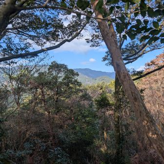 今から行く九千部山。
とおいなあ