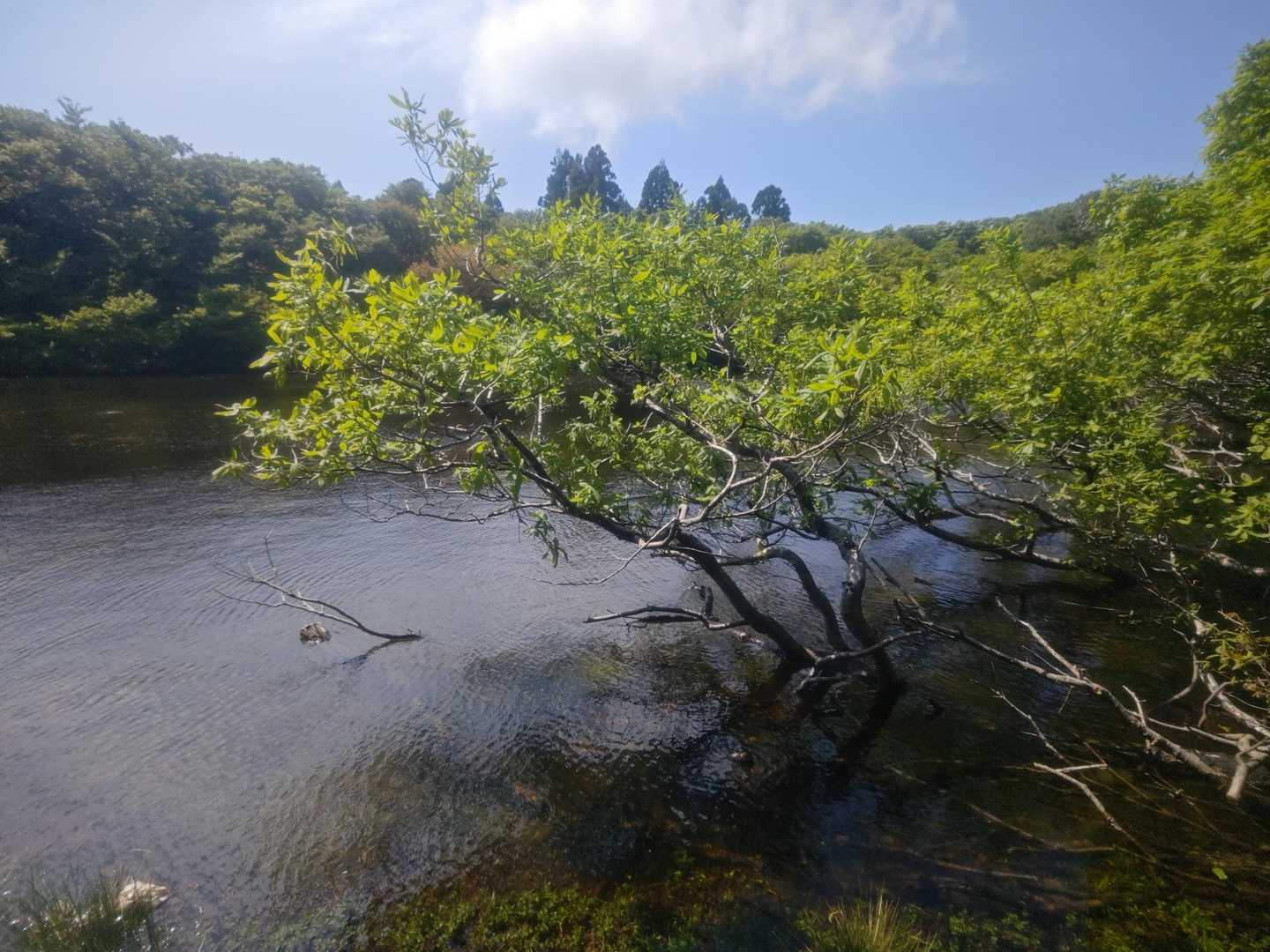 鏡池
モリアオガエルのタマゴが木にブラブラ🐸