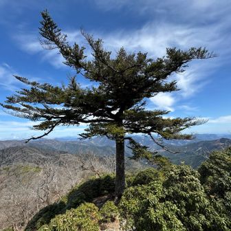 松の木。
やっぱ
カッコイイ。