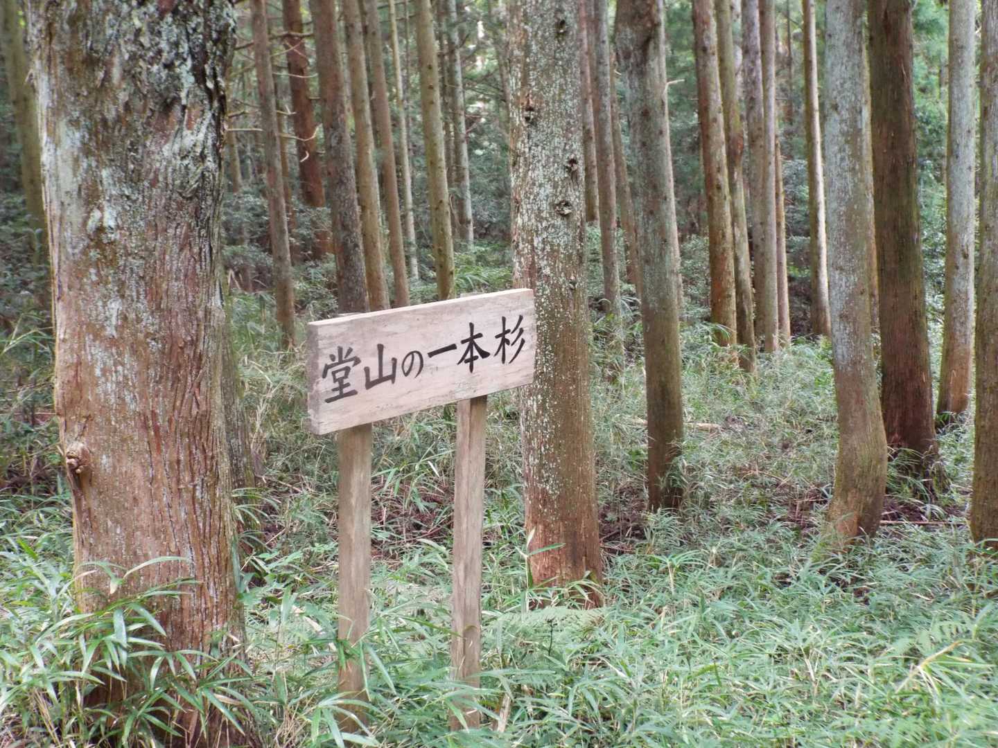 林道からすぐに見えます