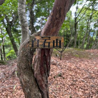 ちょっと登って、白石山に到着。