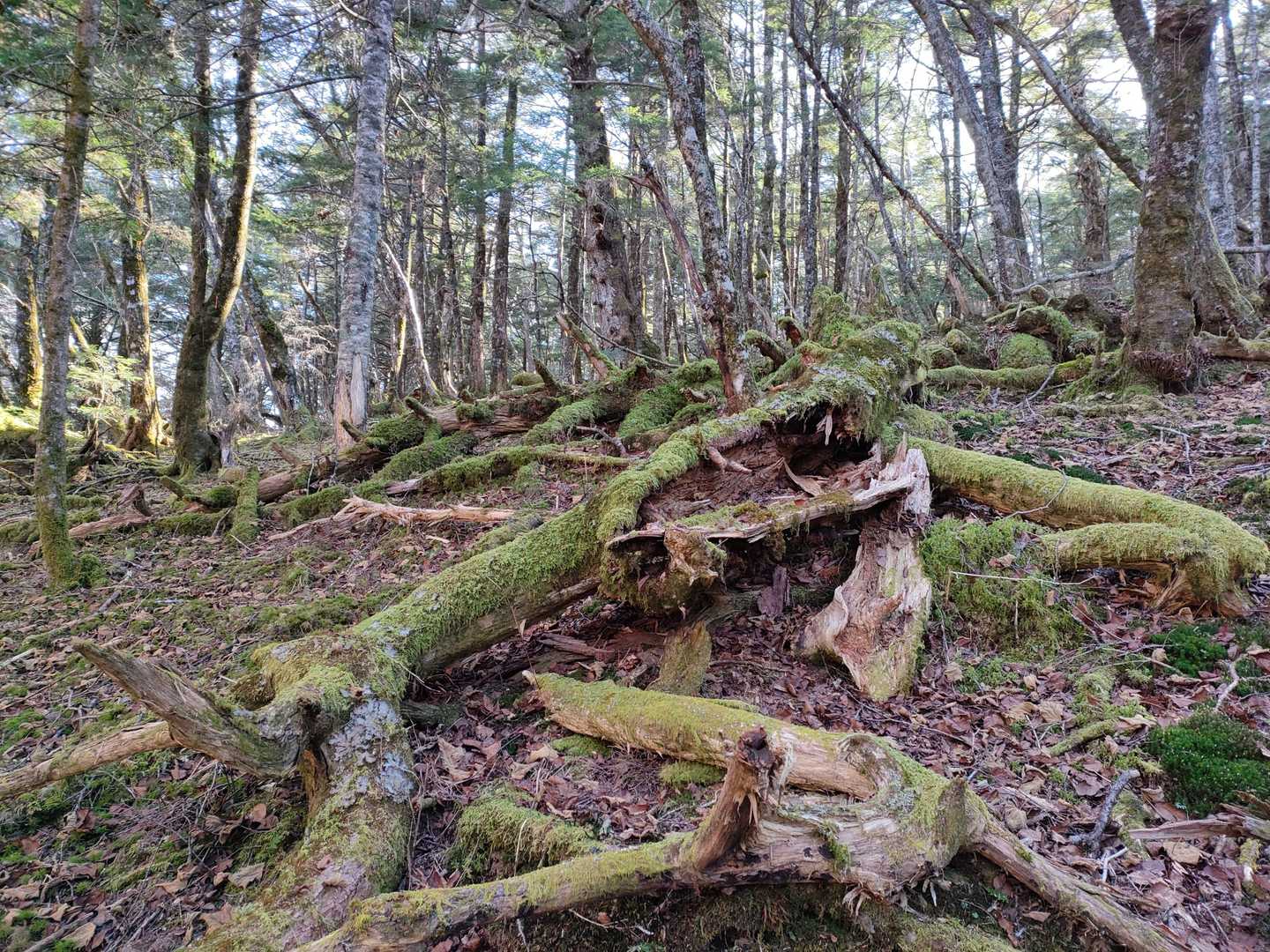 苔むした感じは八ヶ岳に似ている？
