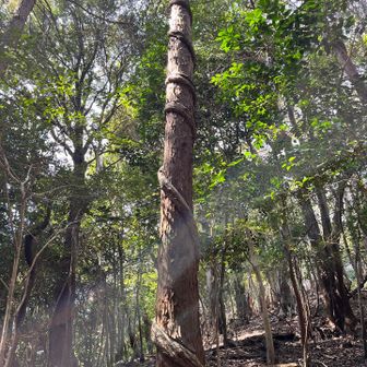 グルグル巻きついてるー💦🌲