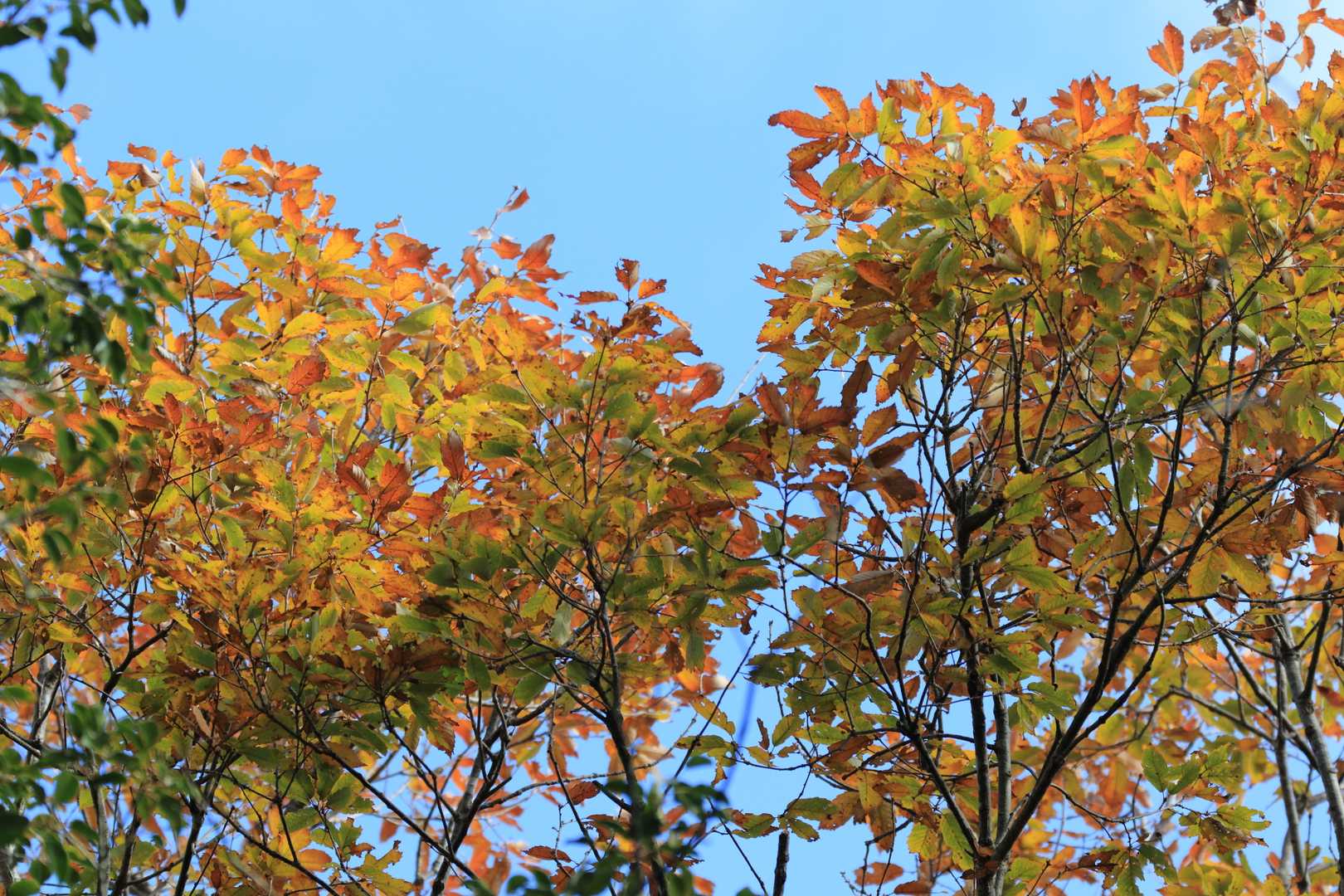 紅葉はこれだけ😆