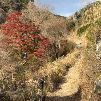 素晴らしいもみじ🍁と登山道
