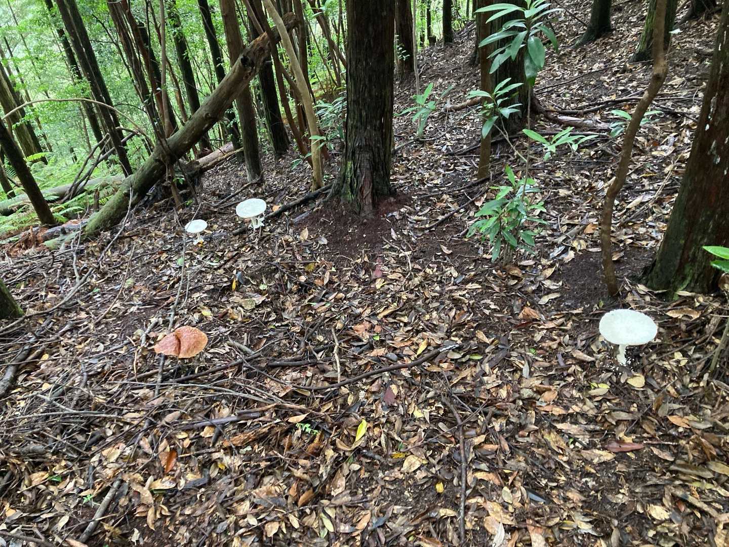 なかなかでっかいのがありました🍄