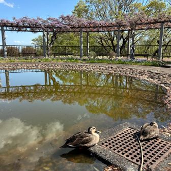 藤の花が咲き始めている

このカモ君たち，なかなか動かないから，本物かどうか分からないくらいだった