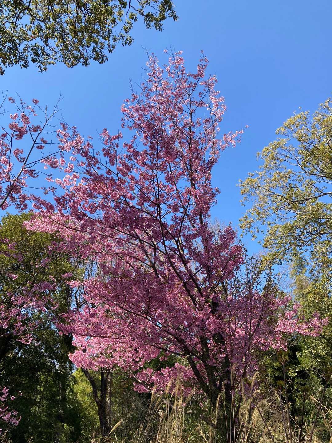 ここにもきれいな桜が🌸