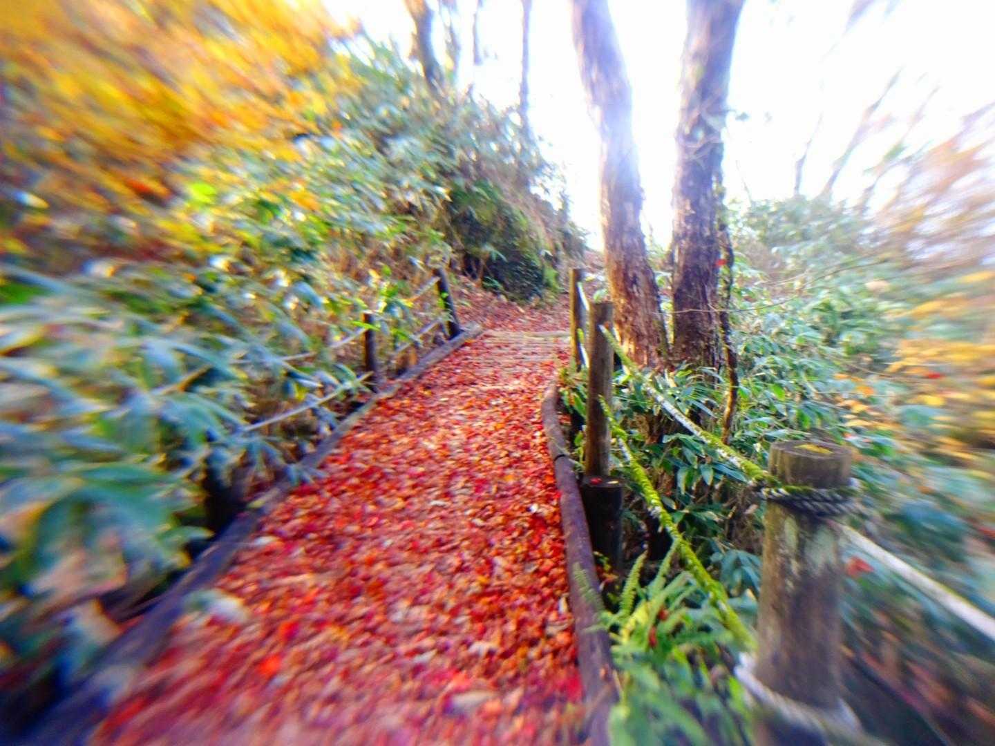 こちらもレッドカーペット🍁