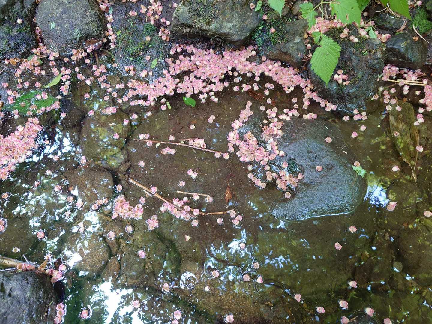 サラサドウダンの花筏