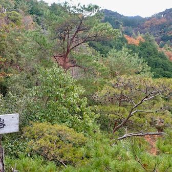 🎤あなたお〜ねが〜いよ〜
の、ロマンス岩🪨
眺望は⭐️1つ